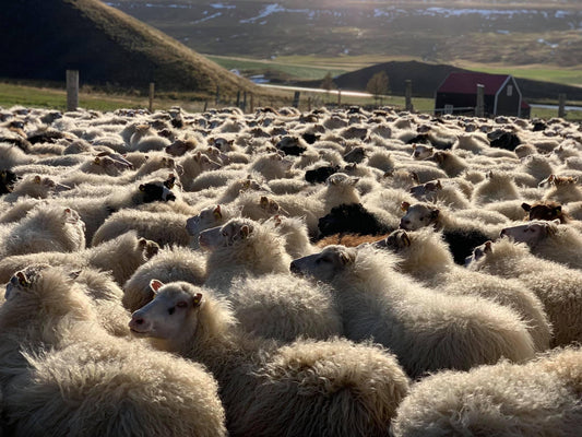 Glóbrystingur Gift Voucher